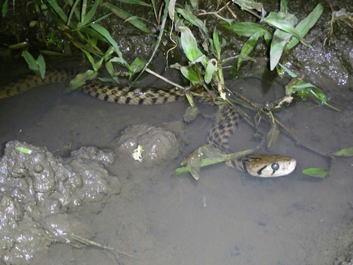 Photo of a Javan Keelback Water Snake (Fowlea melanozostus)