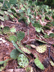 Opuntia humifusa
