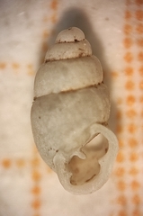 Carychium