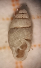 Carychium