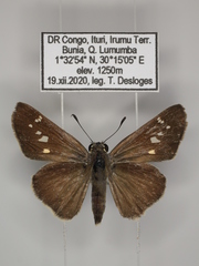 Torbenlarsenia gemella