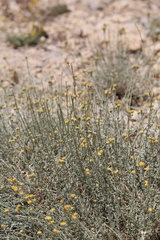 Achillea falcata