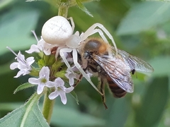 Thomisidae