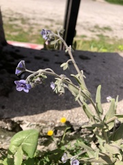 Cynoglossum creticum
