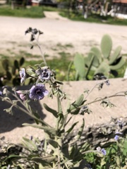 Cynoglossum creticum