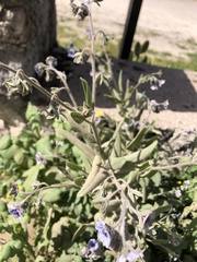 Cynoglossum creticum