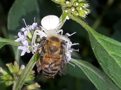 Thomisidae