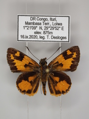 Pardaleodes incerta incerta