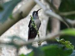 Campylopterus falcatus