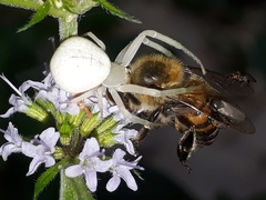 Thomisidae