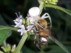 Thomisidae