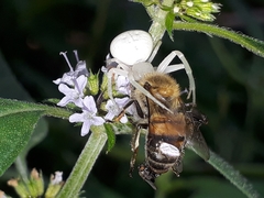 Thomisidae