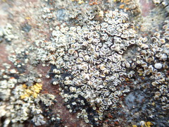 Myriolecis semipallida