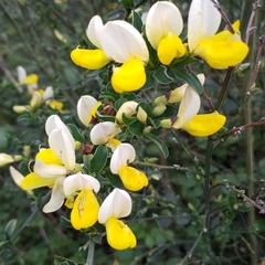 Cytisus commutatus