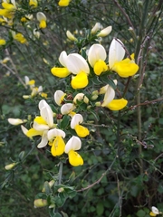 Cytisus commutatus