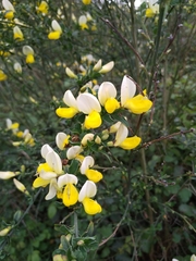 Cytisus commutatus