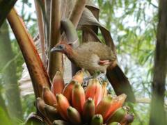 Ortalis erythroptera