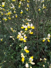 Cytisus commutatus