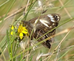 Dira clytus eurina