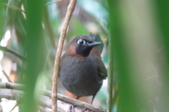 Formicarius moniliger