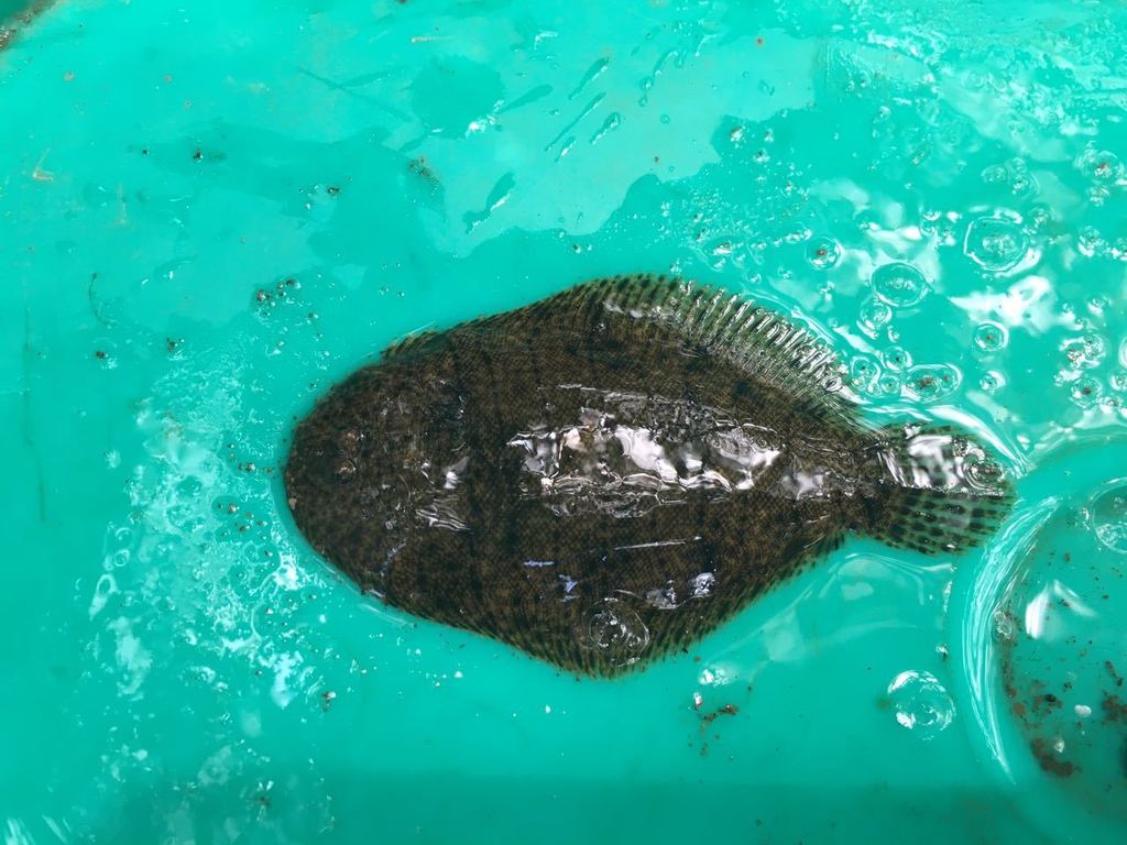 River sole (Trinectes fluviatilis) — Achiridae
