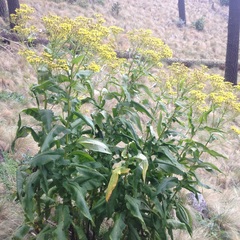Senecio multidentatus