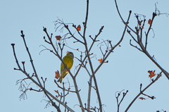 Chloris chloris
