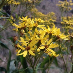 Senecio multidentatus