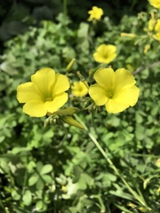Oxalis pes-caprae