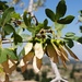Acer monspessulanum microphyllum - Photo (c) Akkar Trail, μερικά δικαιώματα διατηρούνται (CC BY-NC), uploaded by Akkar Trail