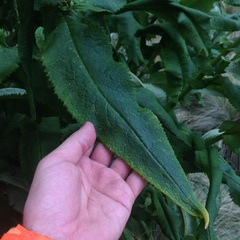 Senecio multidentatus