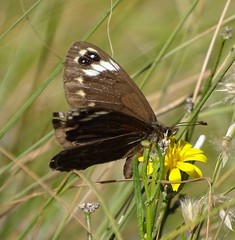 Dira clytus eurina