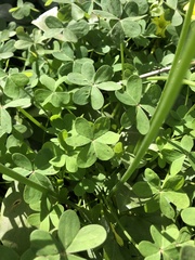Oxalis pes-caprae