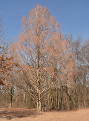 Metasequoia glyptostroboides