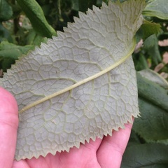 Senecio multidentatus