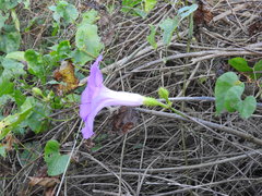 Ipomoea crinicalyx