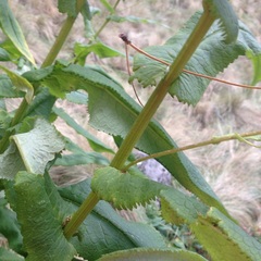 Senecio multidentatus