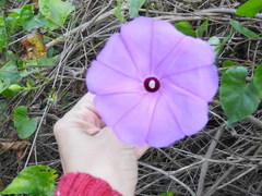 Ipomoea crinicalyx