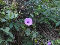 Ipomoea splendor-sylvae