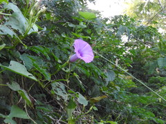 Ipomoea splendor-sylvae