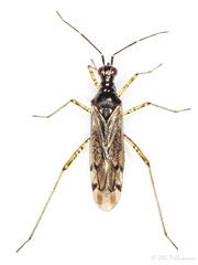 Dicyphus errans