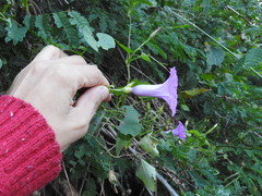 Ipomoea splendor-sylvae