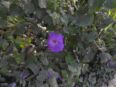 Ipomoea crinicalyx