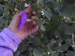Ipomoea crinicalyx