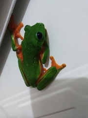 Agalychnis moreletii