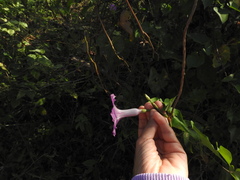 Ipomoea splendor-sylvae