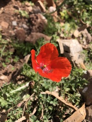 Papaver rhoeas