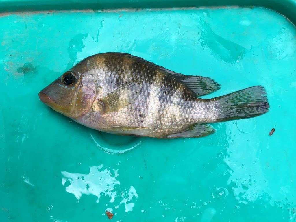 Highhead cichlid (Cribroheros altifrons) — Cichlidae