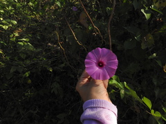 Ipomoea splendor-sylvae