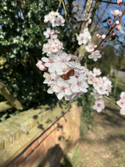 Prunus cerasifera pissardii